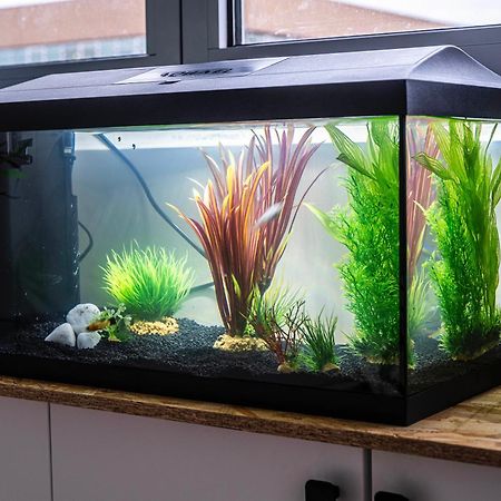 Studio Chaleureux Avec Aquarium Marcq-en-Baroeul Exterior foto