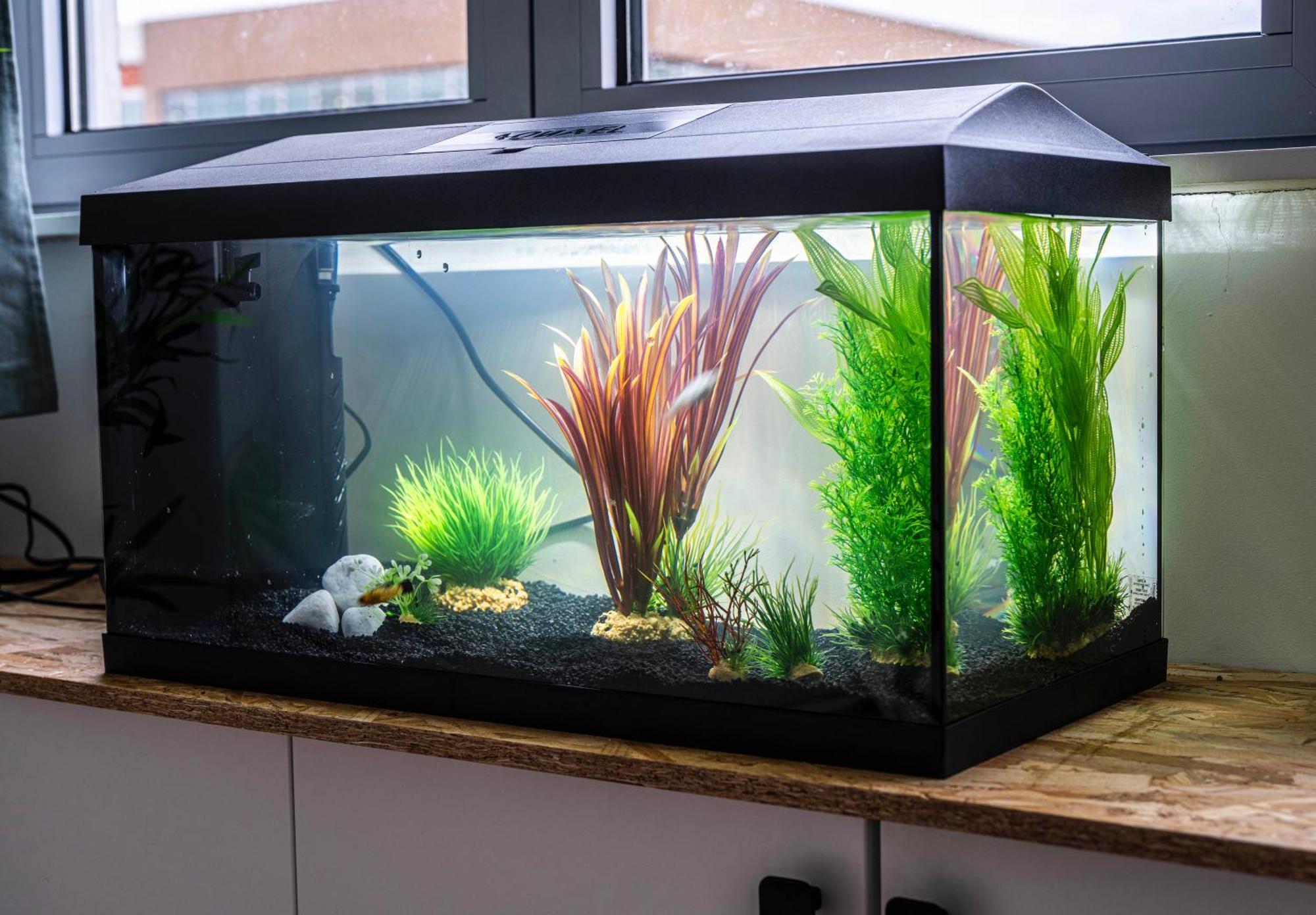Studio Chaleureux Avec Aquarium Marcq-en-Baroeul Exterior foto